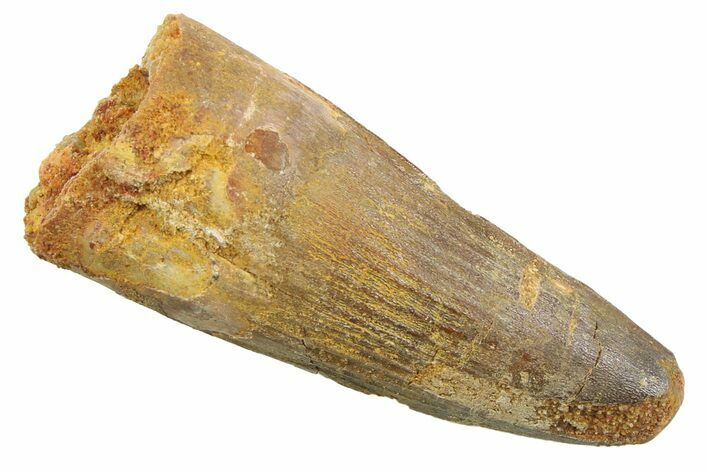 Fossil Spinosaurus Tooth - Real Dinosaur Tooth #352397